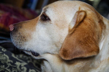 A labrador dog posing in front of the camera.の写真素材