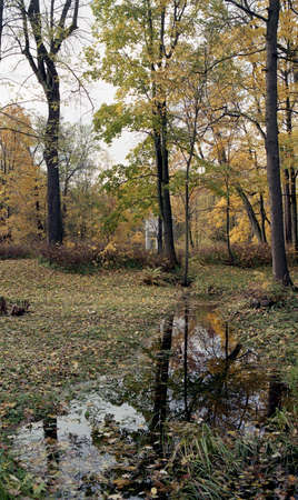 Pictures of autumn. Autumn nature in the city.の写真素材