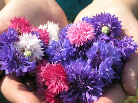 Hands full with many-colored knapweedの写真素材