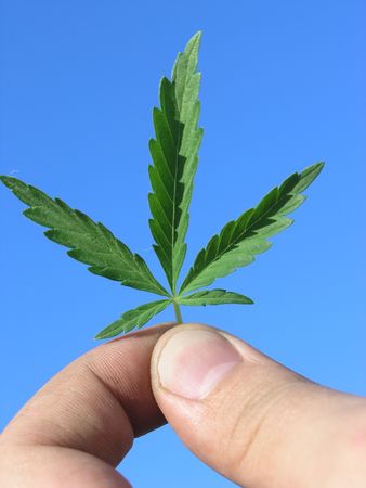 A hand holding green cannabis leaf over blue skyの写真素材