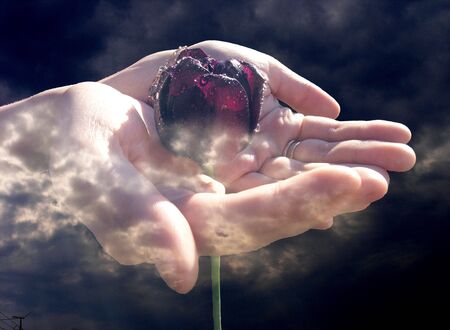 Hands holding a flower around dark evil cloudsの写真素材