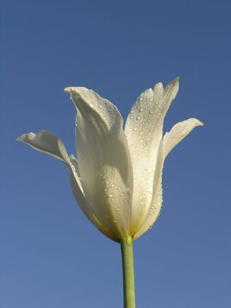 Single white beautiful tulip over blue skyの写真素材