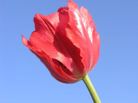 Single red beautiful tulip over blue skyの写真素材