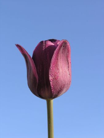 Single purple beautiful tulip over blue skyの写真素材