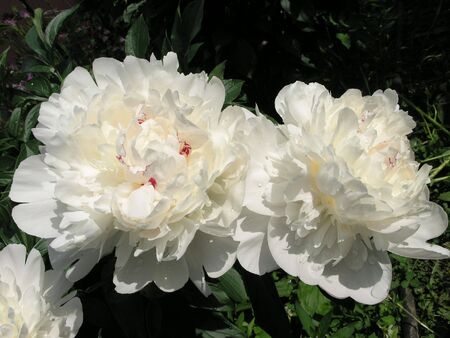Two great white peony flowersの写真素材
