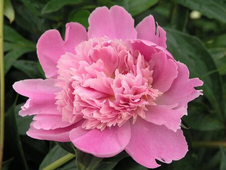 Single pink peony flower over leavesの写真素材
