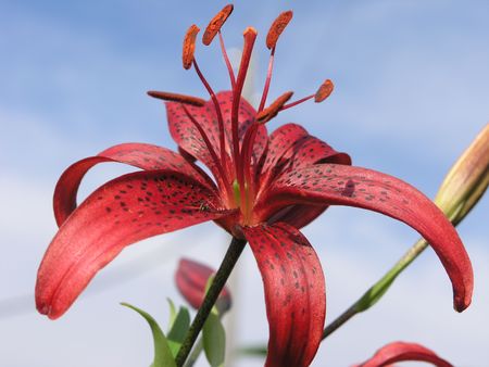 Beauty single red tiger lily flowerの写真素材