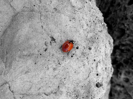 Ladybug の写真素材