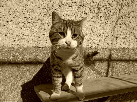 Street catの写真素材
