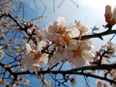 Flower Bloomsの写真素材
