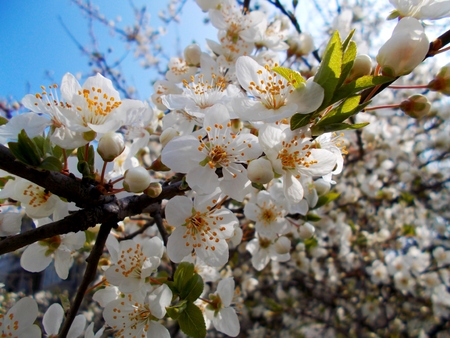Flower Bloomsの写真素材