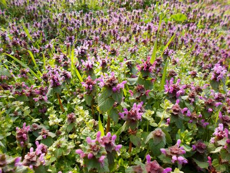 Spring flowersの写真素材