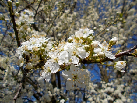 Blossomsの写真素材
