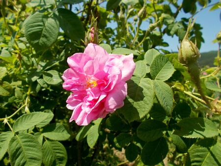 Roseの写真素材