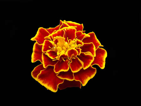 Flower in the darknessの写真素材