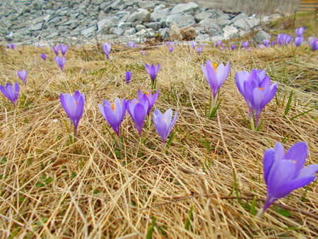 Mountain flowerの写真素材