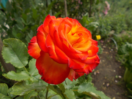 Rose in the yardの写真素材