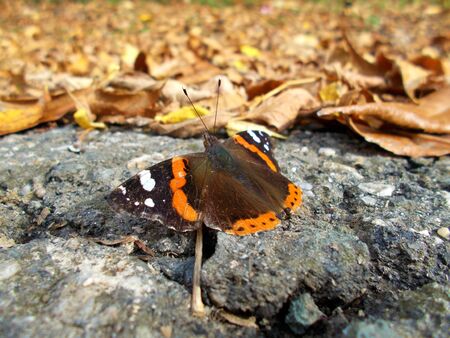Nature touchの写真素材