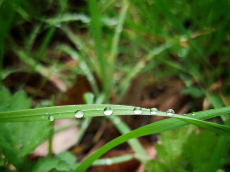 Water drops on the green grass after the rain. Nature background.の写真素材