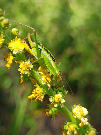 Grasshopper on a yellow flower. Grasshopper in nature.の写真素材