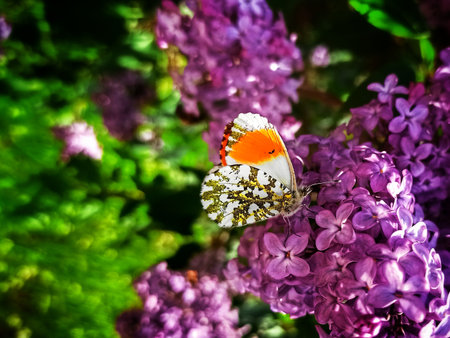 Butterfly on lilac flowers in the garden. Spring background.の写真素材