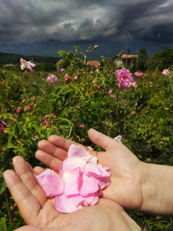 Hand holding a pink rose in the garden with stormy sky.の写真素材