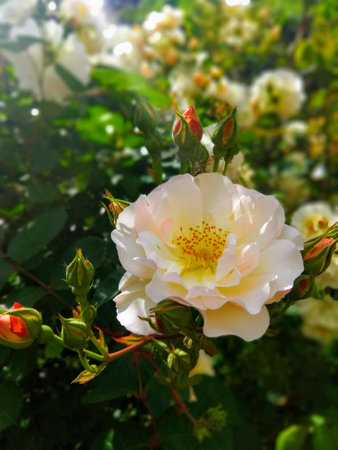 White rose in the garden. Selective focus. Shallow depth of field.の写真素材