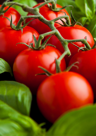 Fresh tomatoes with basil on wooden board. Closeupの写真素材