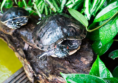Painted Turtle (Chrysemys picta) in wildlife on wooden plank.