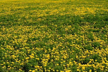 Many yellow dandelions grow on a green spring field