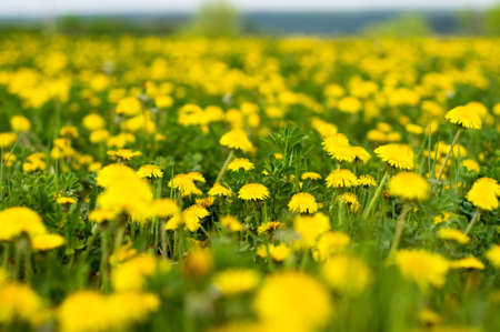 Many yellow dandelions grow on a green spring fieldの写真素材