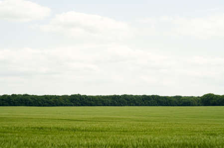 Closeup photo of green wheat stalks and field