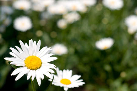 Blooming wild chamomile flowers in the field