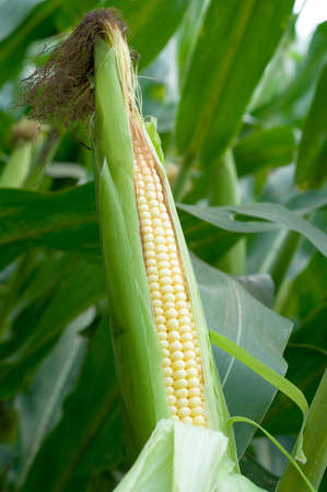 Close up of green husked ear of corn in field
