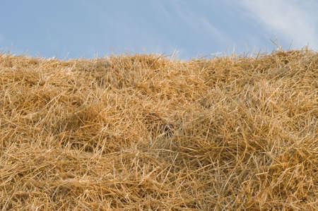 Dried yellow straw as texture or backgroundsの写真素材