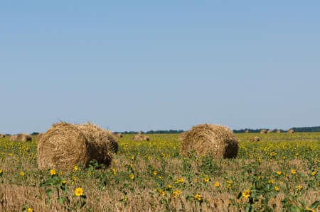 Haystack on the meadow in sunny dayの写真素材