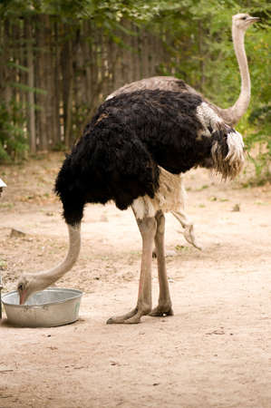 A big black ostrich eating in the Zoo
