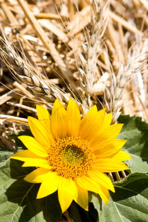 Blossom of a yellow sunflower focused in front, background of wheat harvestの写真素材