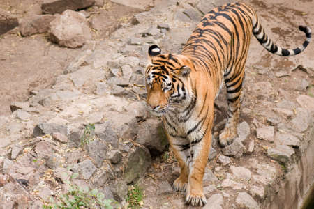 Big beautiful Amur tiger in Nikolaev zooの写真素材