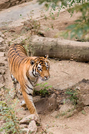Big beautiful Amur tiger in Nikolaev zooの写真素材