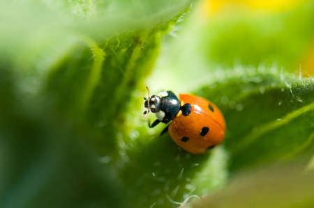 Macro of a ladybug sitting on leaf of fieldの写真素材