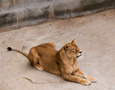 Big beautiful lioness in Nikolaev zooの写真素材
