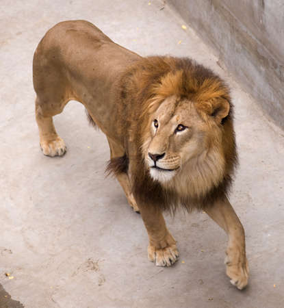 Big beautiful male lion in Nikolaev zooの写真素材
