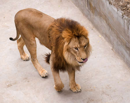 Big beautiful male lion in Nikolaev zooの写真素材