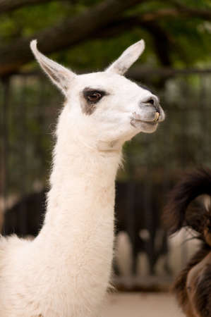 White llama, close up, nice fuzzy animalの写真素材