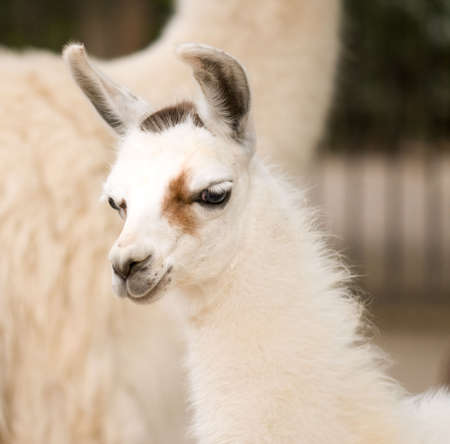 White llama, close up, nice fuzzy animalの写真素材