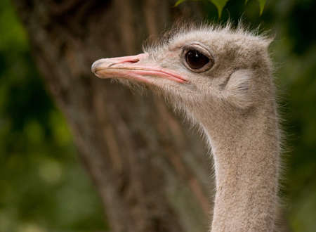 A full image of an ostrich face, close-upの写真素材