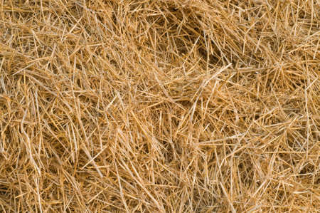 Dried yellow straw as texture or backgroundsの写真素材