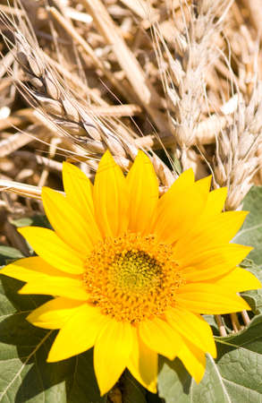 Blossom of a yellow sunflower focused in front, background of wheat harvestの写真素材