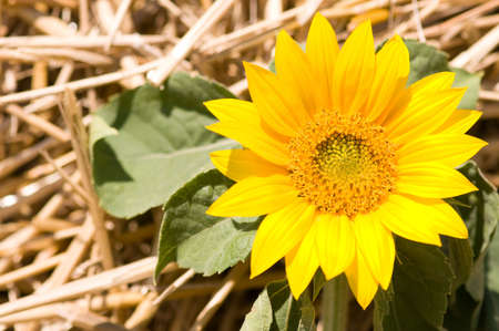 Blossom of a yellow sunflower focused in front, background of wheat harvestの写真素材